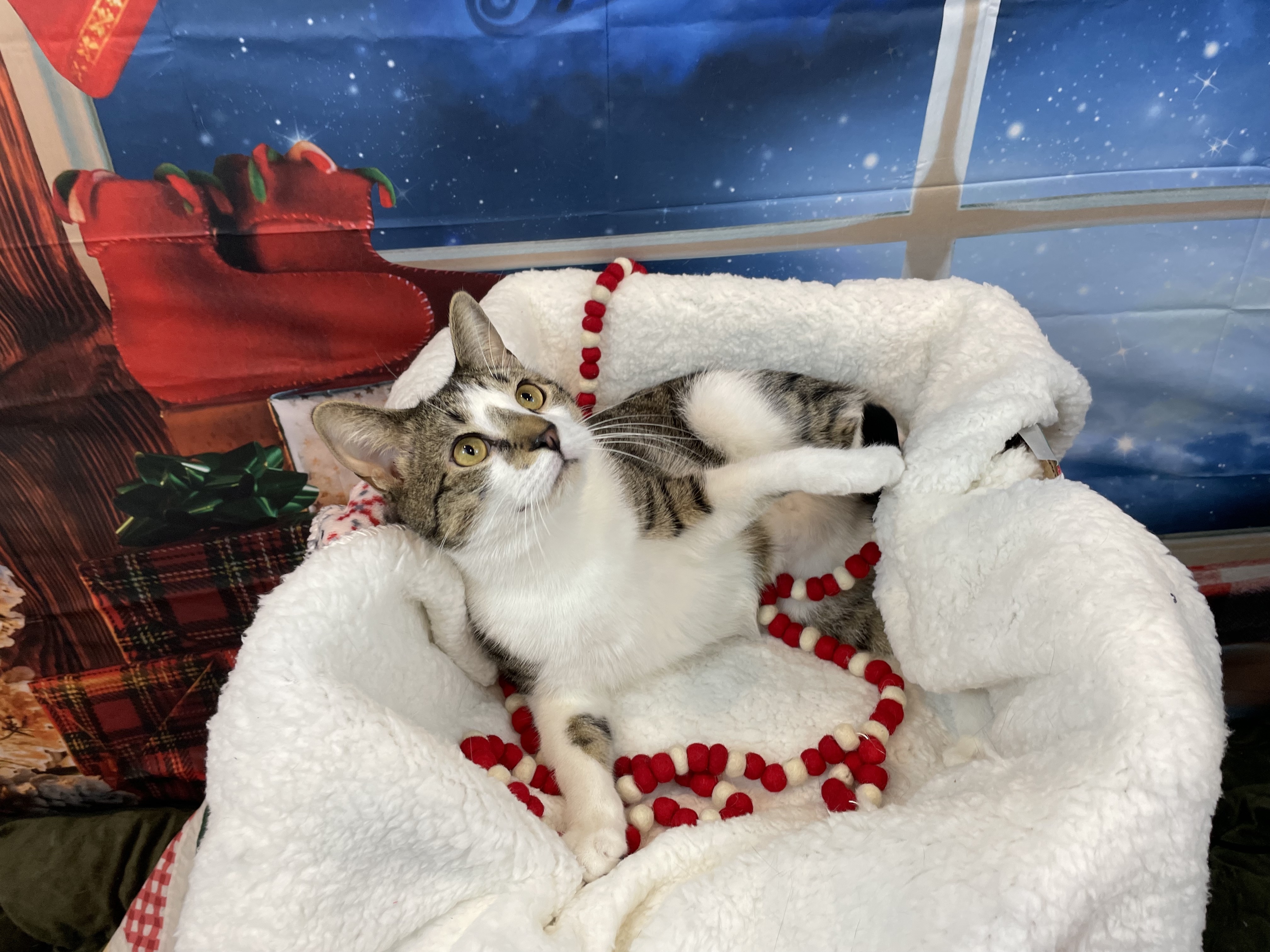 Enlarge Stanley, a Adoptable Domestic Short Hair in Clifton, NJ image 5/6