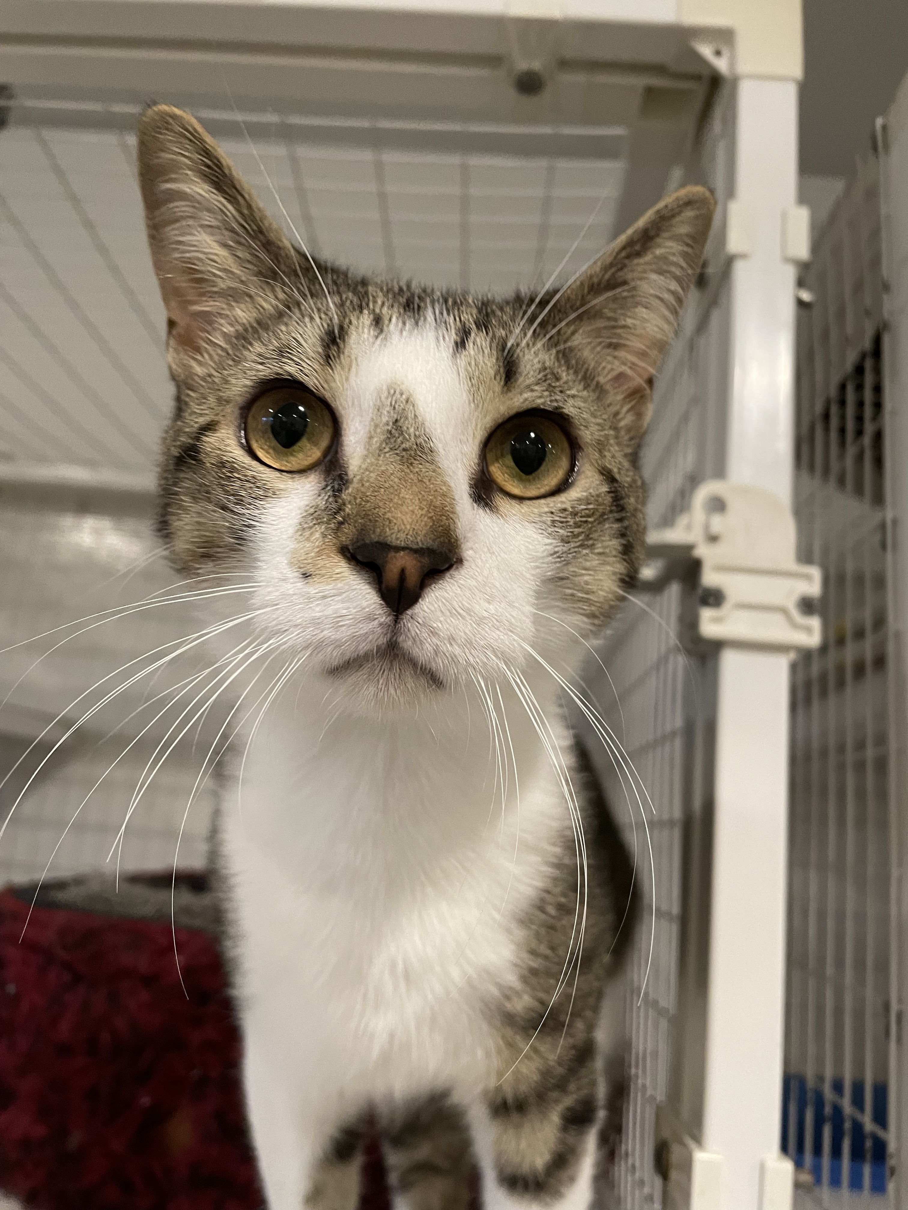 Enlarge Stanley, a Adoptable Domestic Short Hair in Clifton, NJ image 6/6