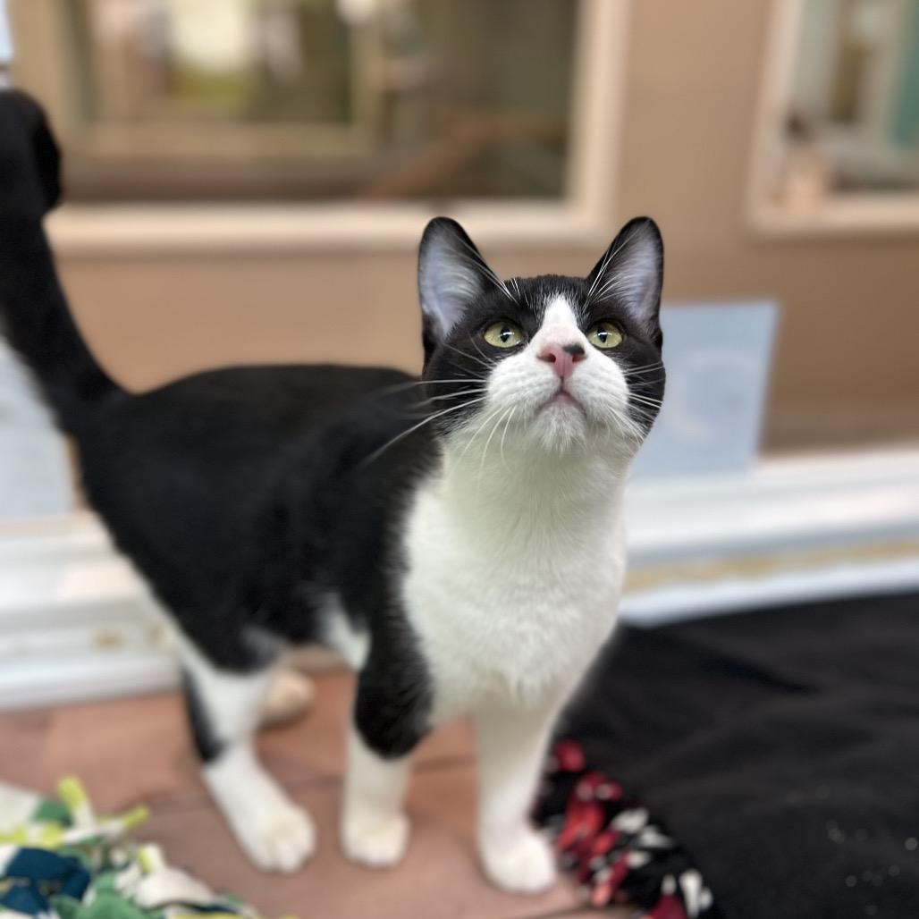 Surfer, a Adoptable Domestic Short Hair in Fresno, CA image 1/4