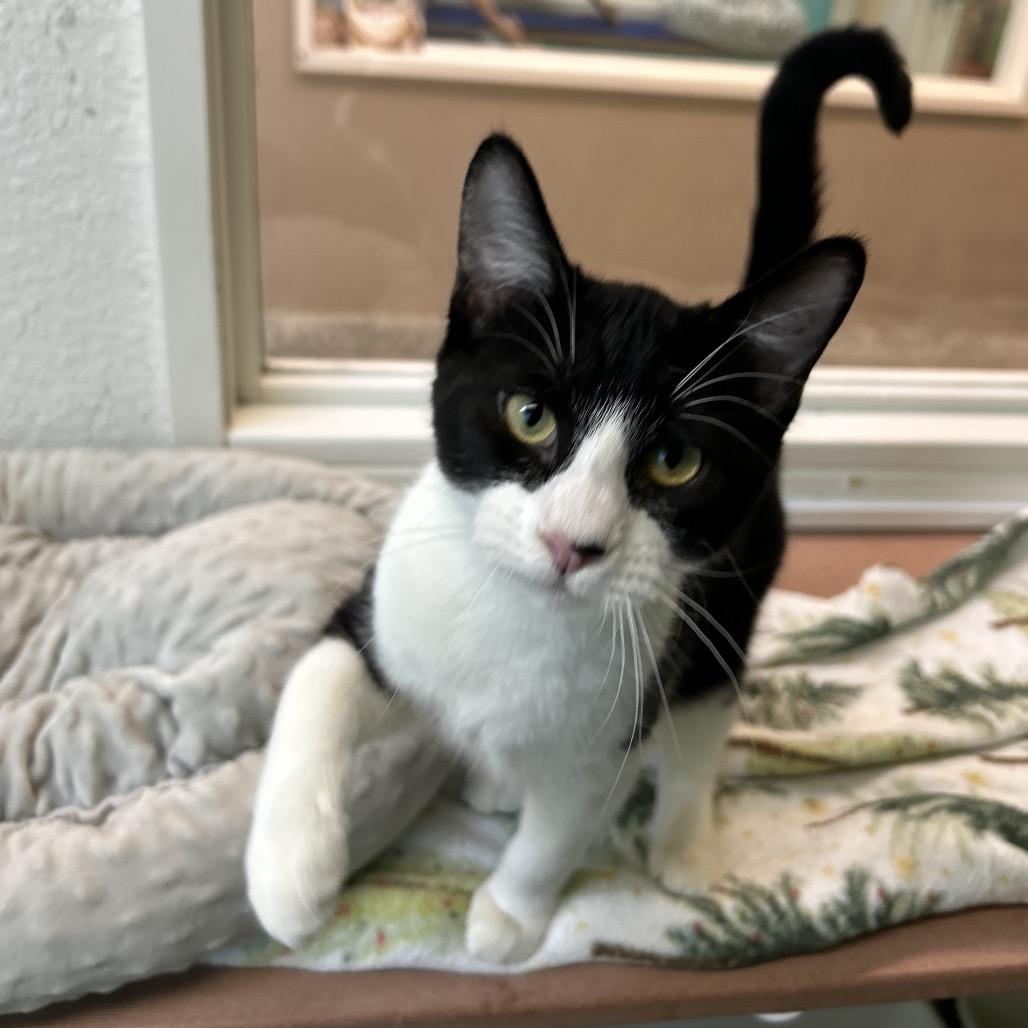 Surfer, a Adoptable Domestic Short Hair in Fresno, CA image 2/4