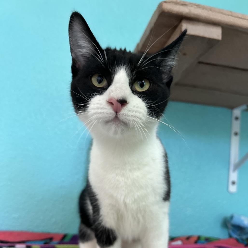 Surfer, a Adoptable Domestic Short Hair in Fresno, CA image 3/4