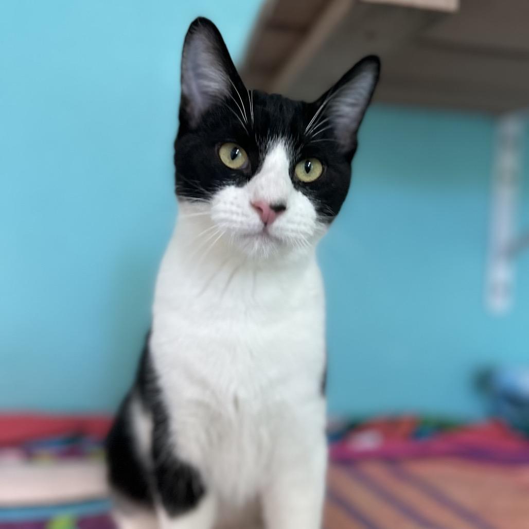 Surfer, a Adoptable Domestic Short Hair in Fresno, CA image 4/4