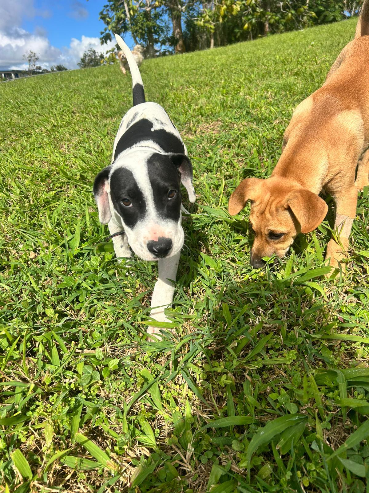 Enlarge Dante, a ADOPTABLE mixed breed in Albion, NY image 3/6