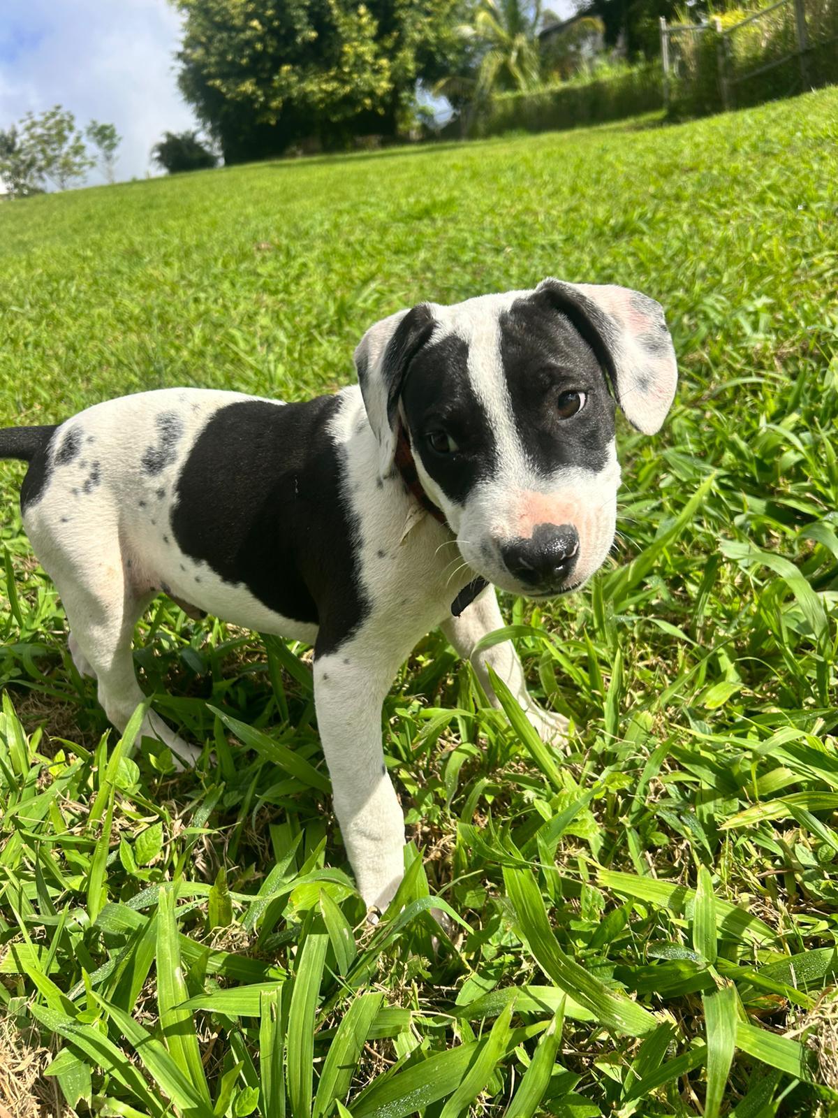 Enlarge Dante, a ADOPTABLE mixed breed in Albion, NY image 5/6