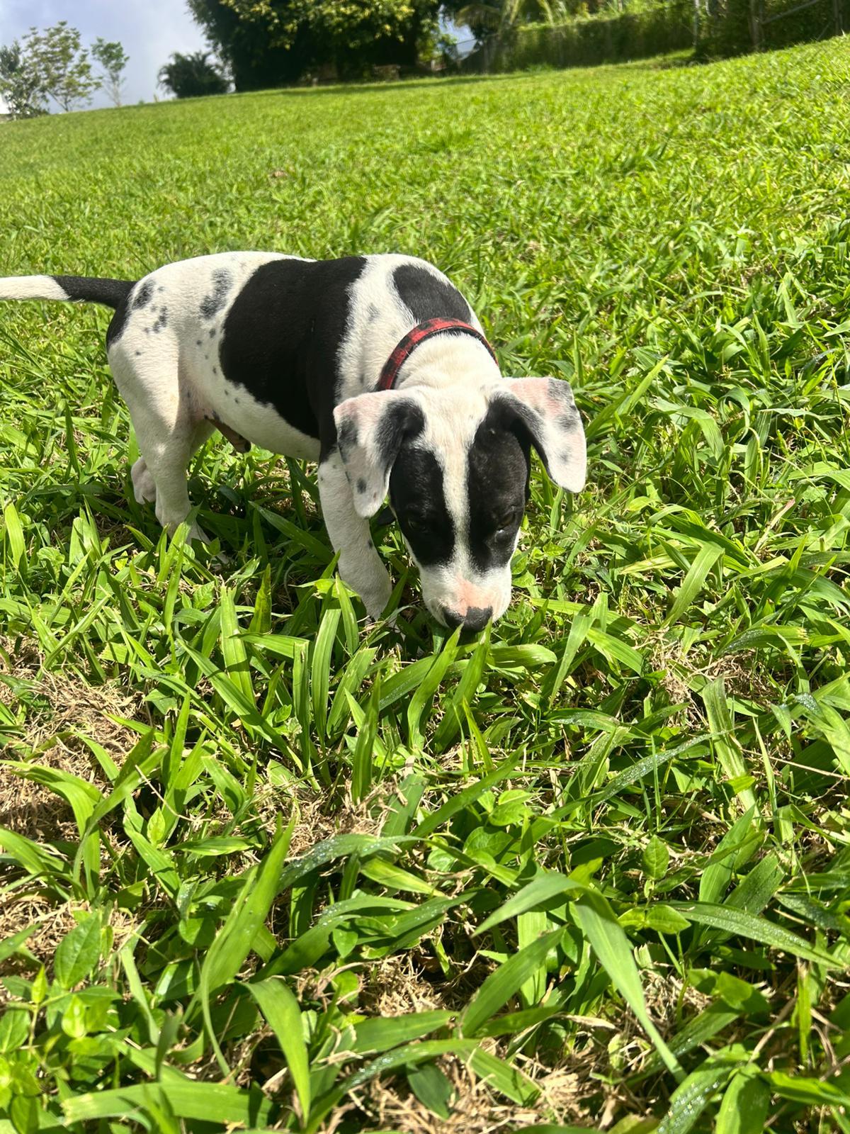 Enlarge Dante, a ADOPTABLE mixed breed in Albion, NY image 6/6