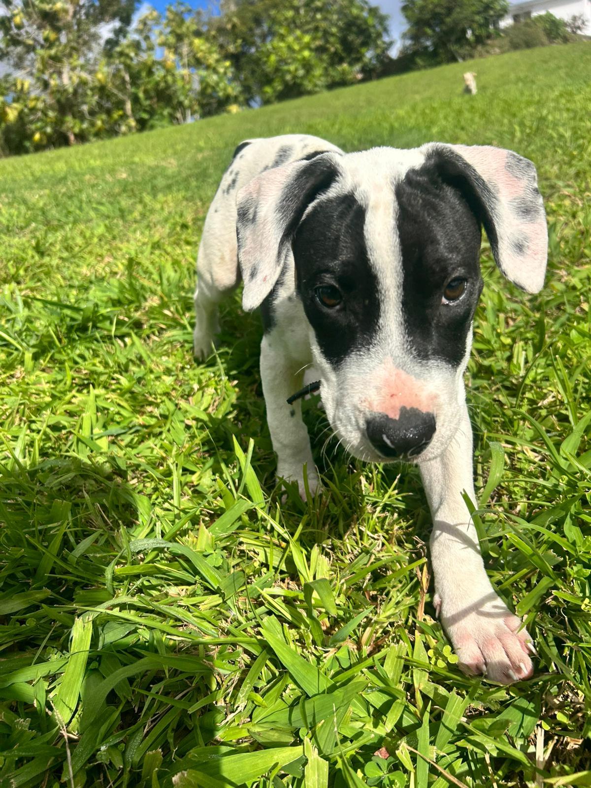 Enlarge Dante, a ADOPTABLE mixed breed in Albion, NY image 2/6