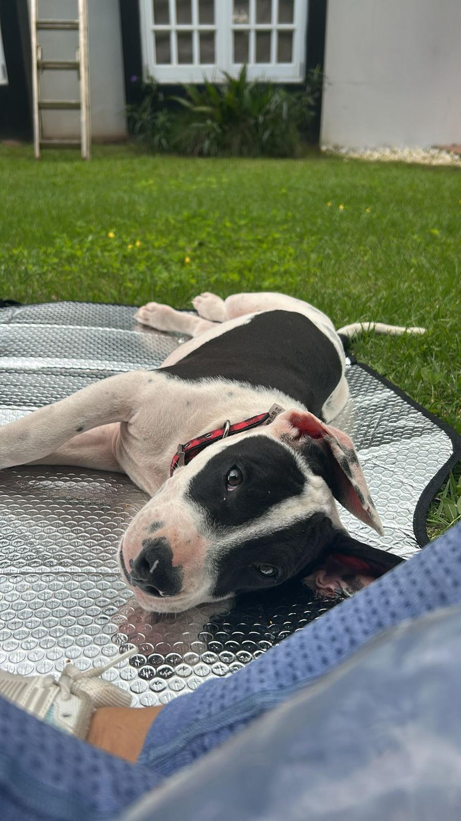 Enlarge Dante, a ADOPTABLE mixed breed in Albion, NY image 4/6