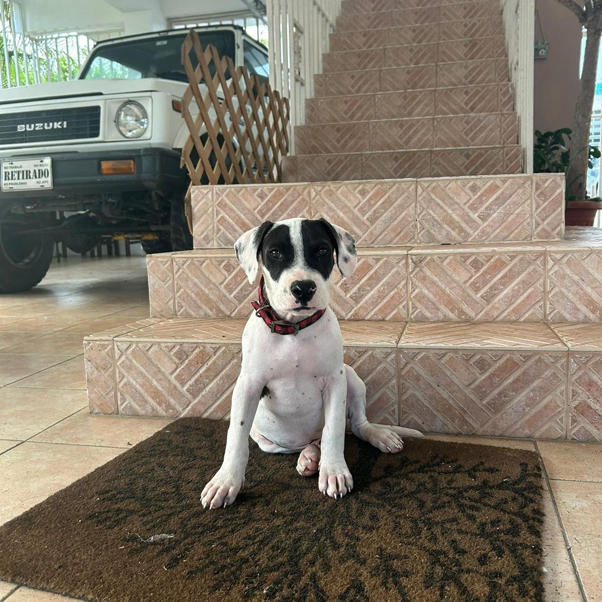 Dante, ADOPTABLE, Young Male Pit Bull Terrier.