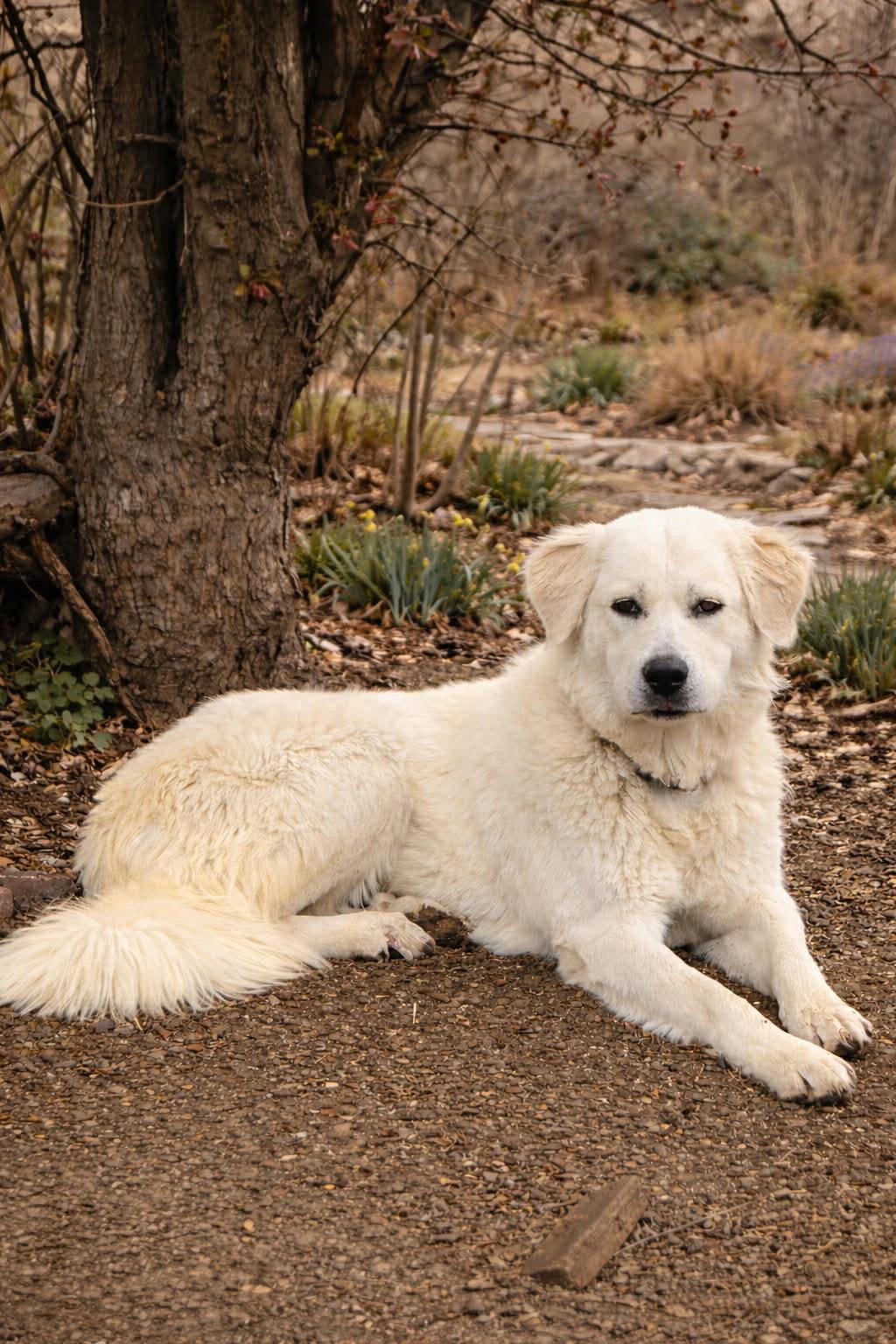 Enlarge Daphne, a Adoptable Great Pyrenees in Denver, CO image 1/3