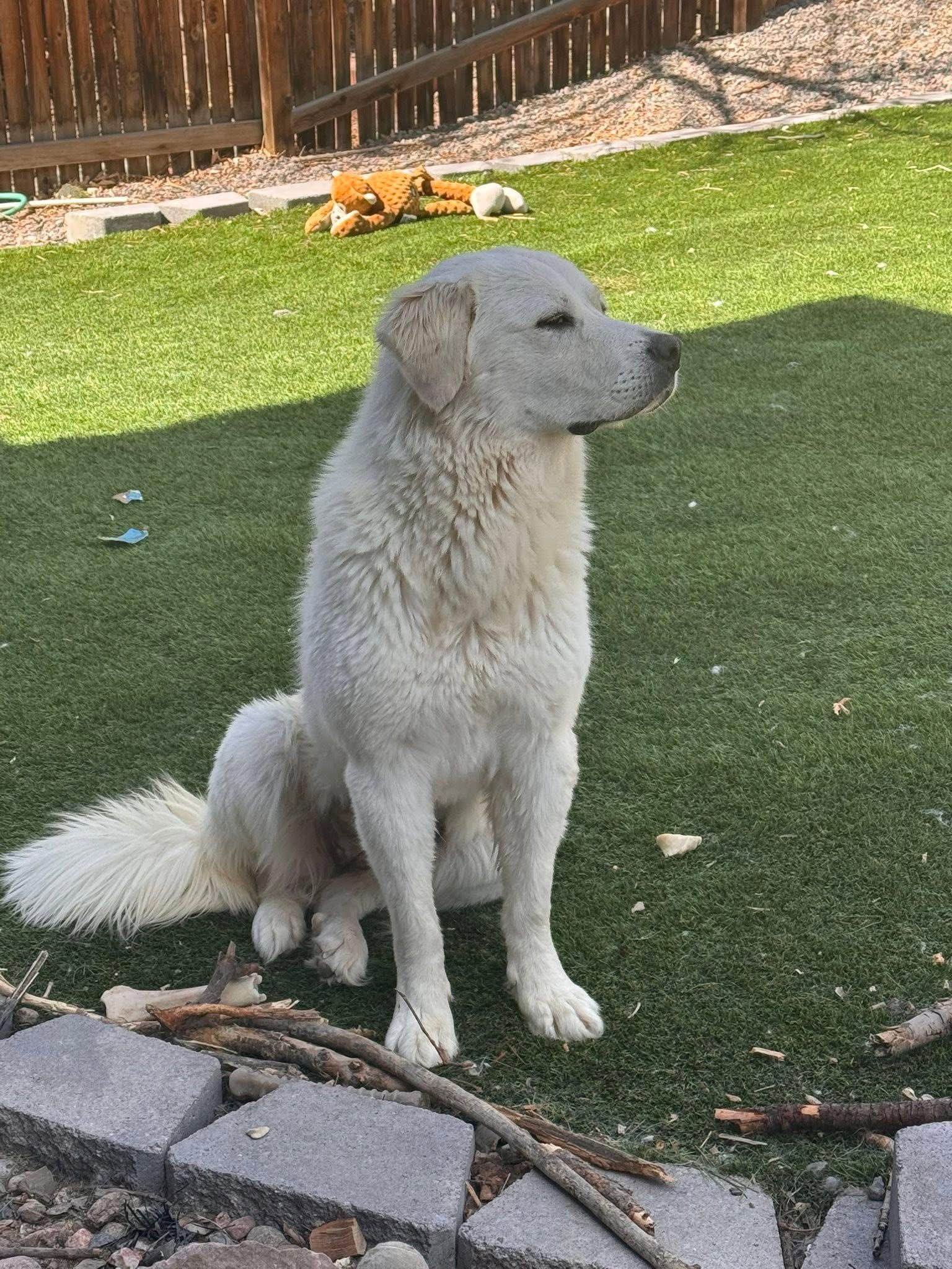 Enlarge Daphne, a Adoptable Great Pyrenees in Denver, CO image 2/3