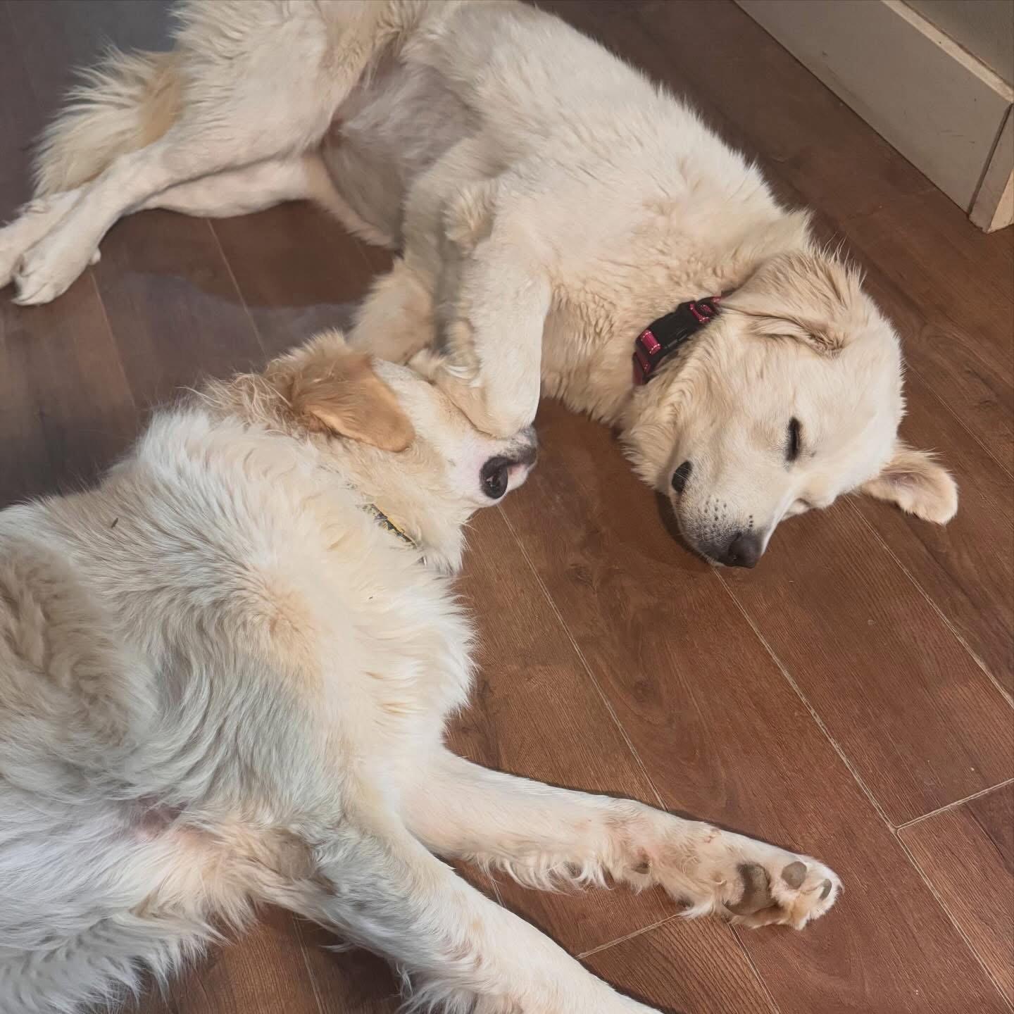 Enlarge Daphne, a Adoptable Great Pyrenees in Denver, CO image 3/3