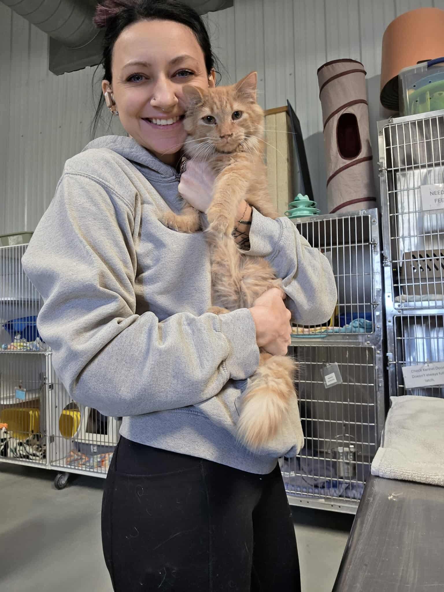 Enlarge Loki, a Adopted Domestic Long Hair in Detroit Lakes, MN image 1/3