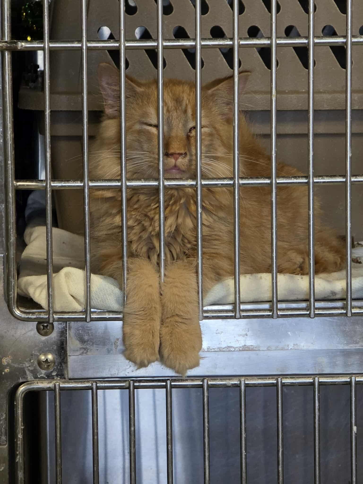 Enlarge Loki, a Adopted Domestic Long Hair in Detroit Lakes, MN image 2/3