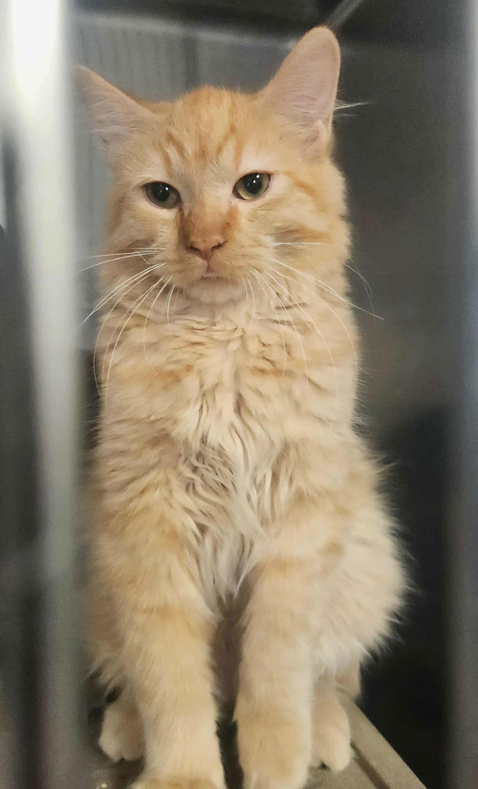 Enlarge Loki, a Adopted Domestic Long Hair in Detroit Lakes, MN image 3/3