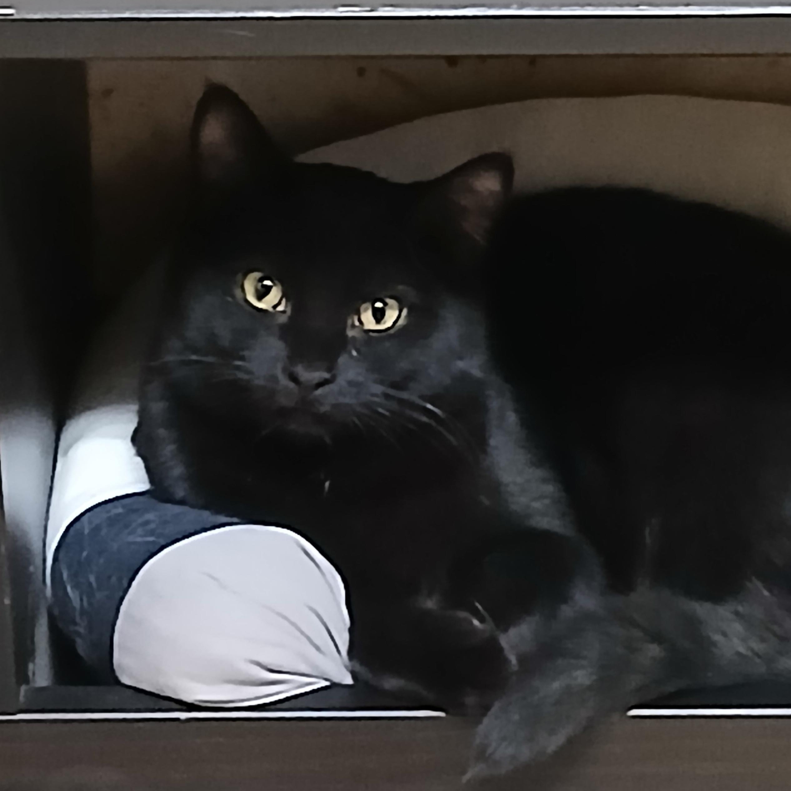 Othello, ADOPTABLE, Young Male Domestic Short Hair.