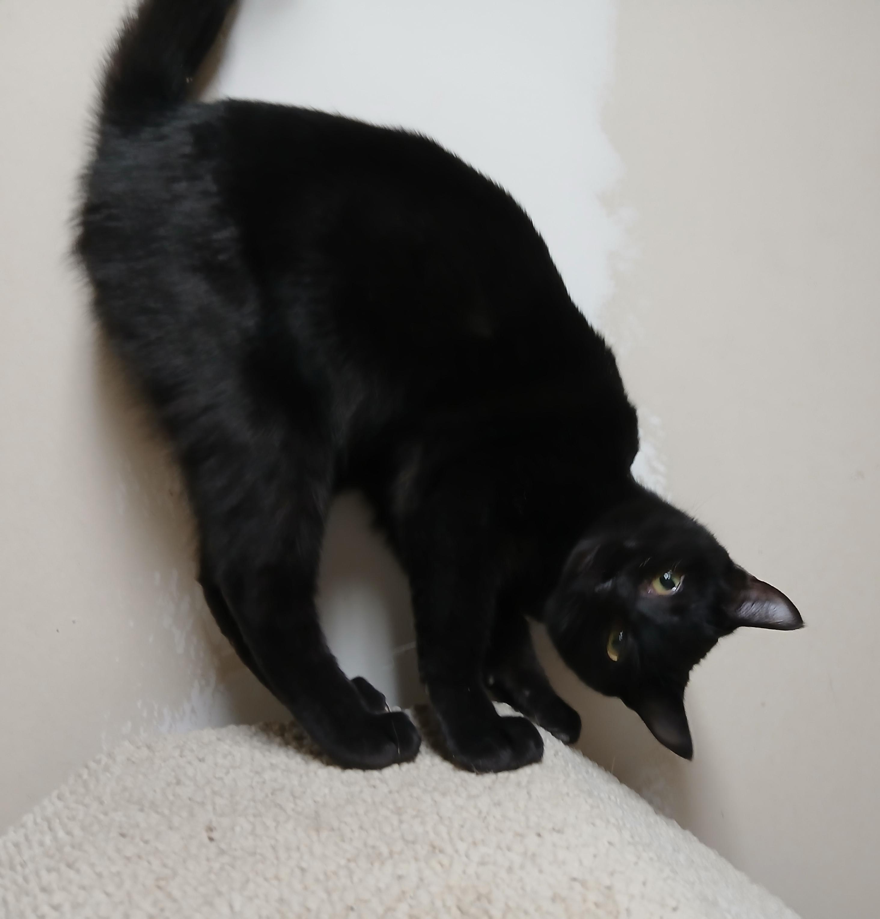 Enlarge Othello, a ADOPTABLE Domestic Short Hair in Calgary, AB image 2/3