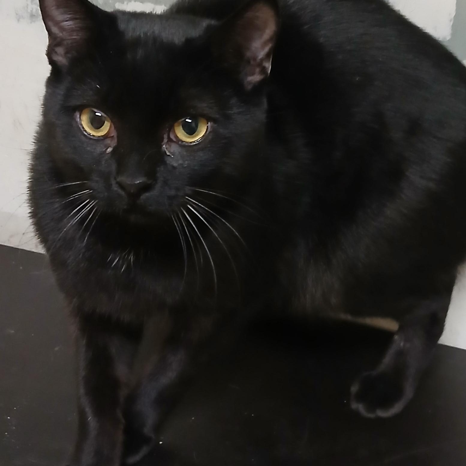 Enlarge Othello, a ADOPTABLE Domestic Short Hair in Calgary, AB image 3/3