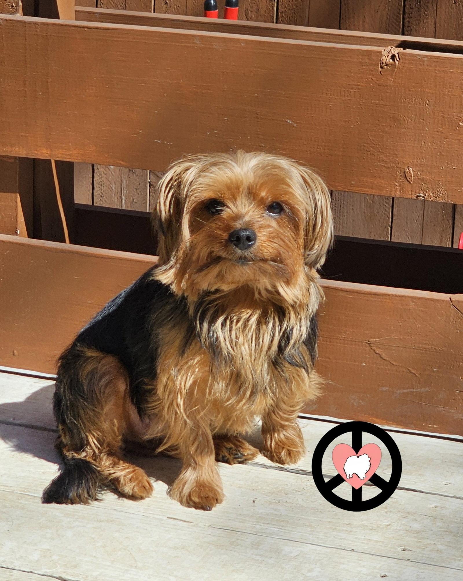Eliana, Adopted, Adult Female Yorkshire Terrier.