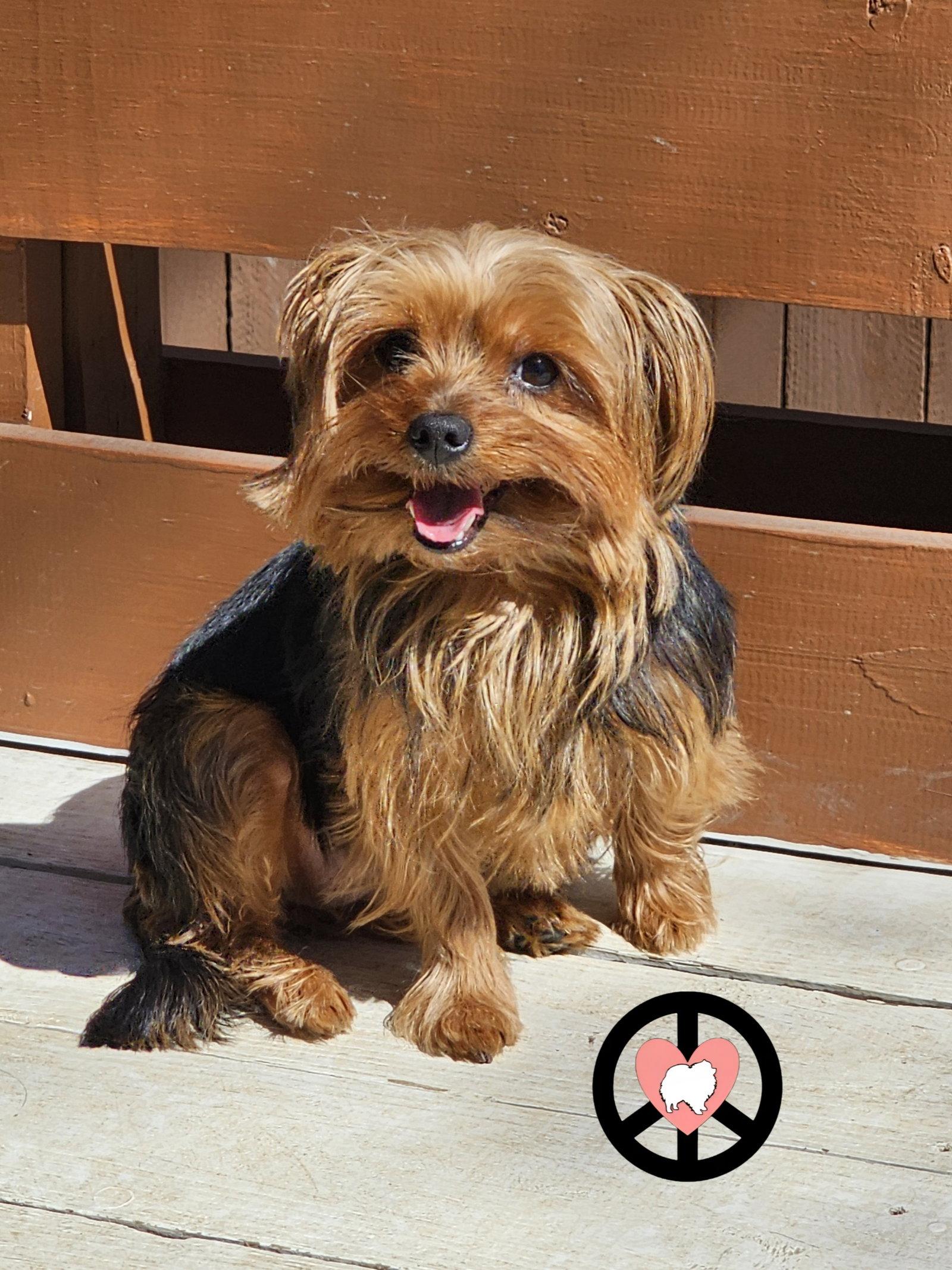 Enlarge Eliana, a Adopted Yorkshire Terrier in Lebanon, PA image 3/3