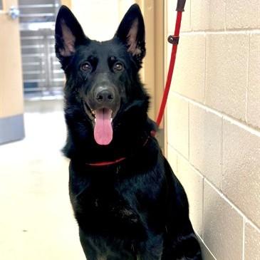 Enlarge Sage- #50697, an adopted German Shepherd Dog in Columbia, MD image 1/1