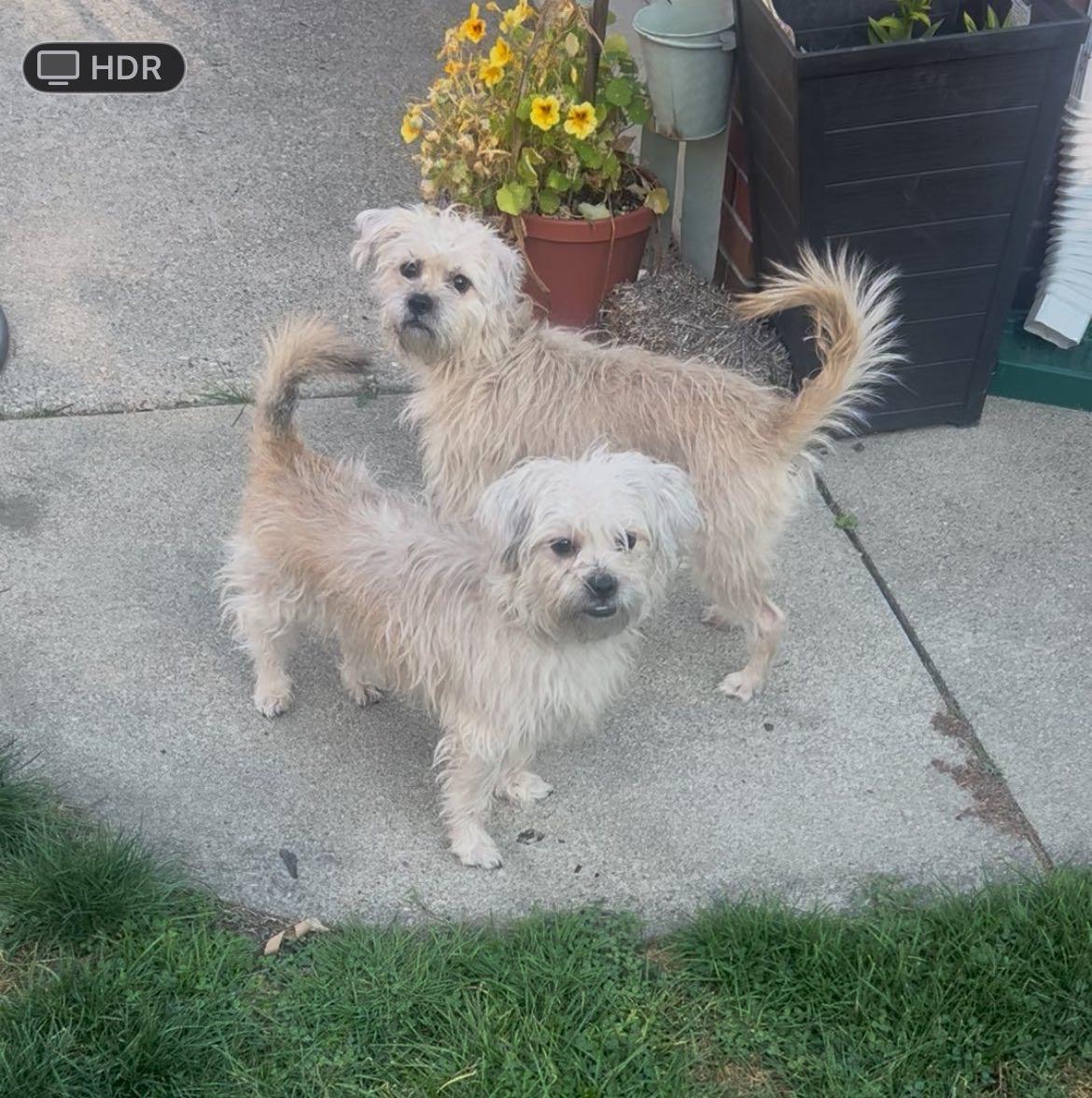 Enlarge Eugene, a Adoptable mixed breed in Grosse Pointe Park, MI image 1/2
