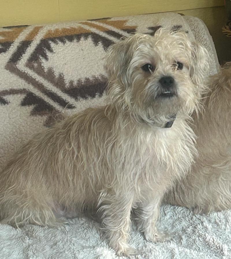 Enlarge Eugene, a Adoptable mixed breed in Grosse Pointe Park, MI image 2/2