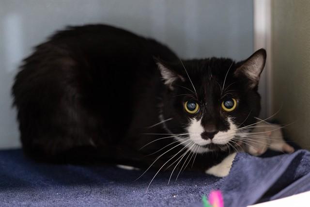 BAXTER, Adoptable, Young Male Domestic Short Hair.