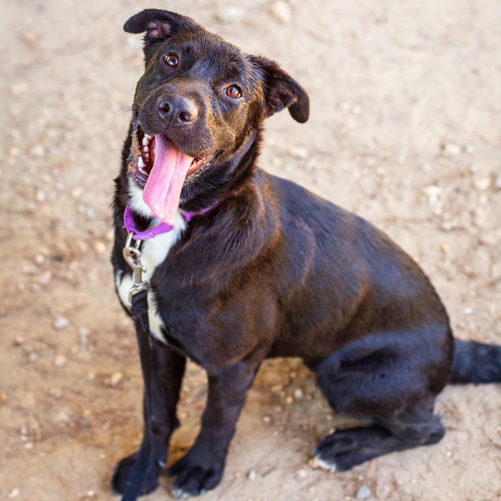 Enlarge Rina, a Adoptable mixed breed in Hattiesburg, MS image 1/3