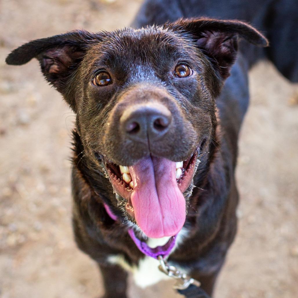 Enlarge Rina, a Adoptable mixed breed in Hattiesburg, MS image 3/3