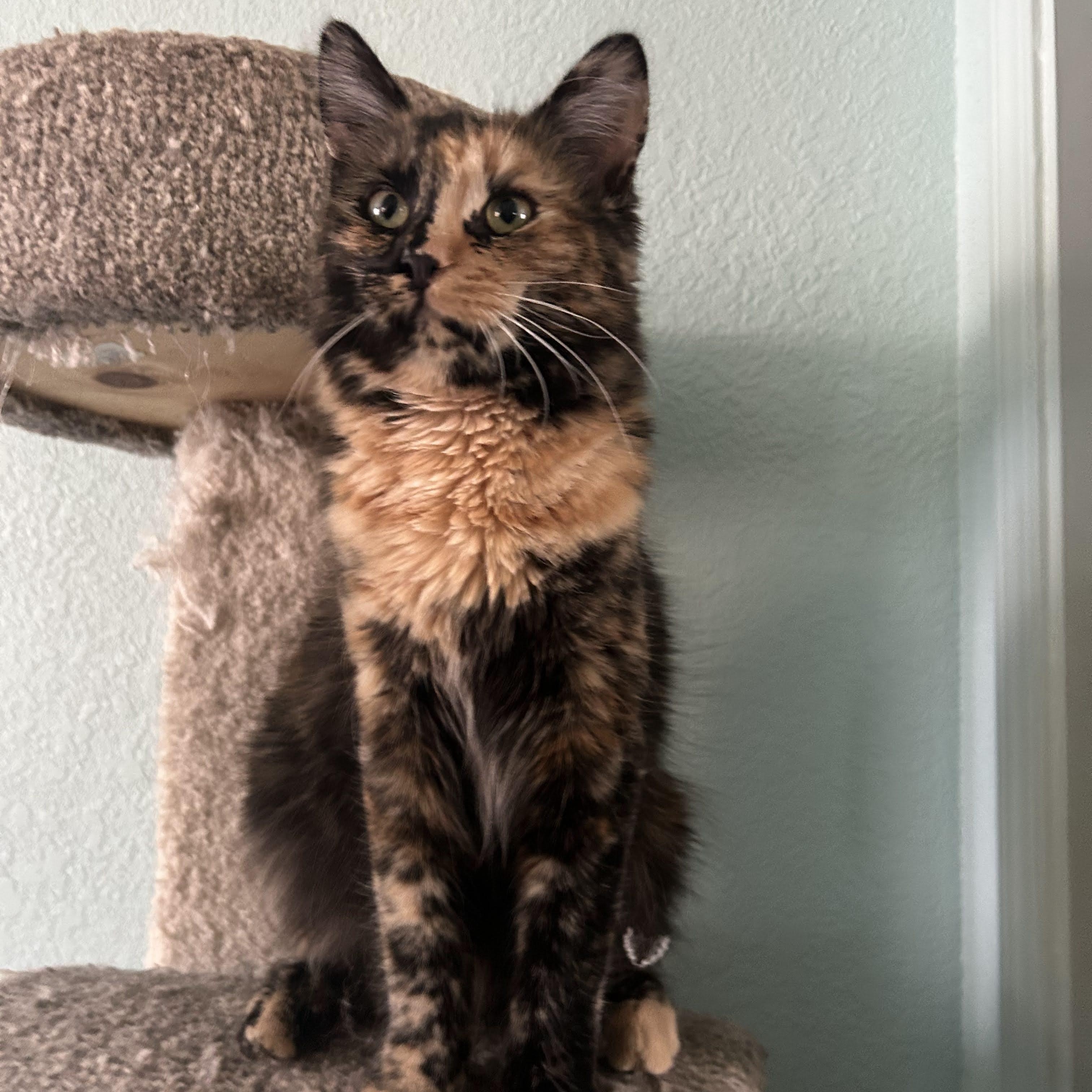 Enlarge Reeses (bonded with Hersheys), a Adoptable American Shorthair in Laguna Woods, CA image 2/4
