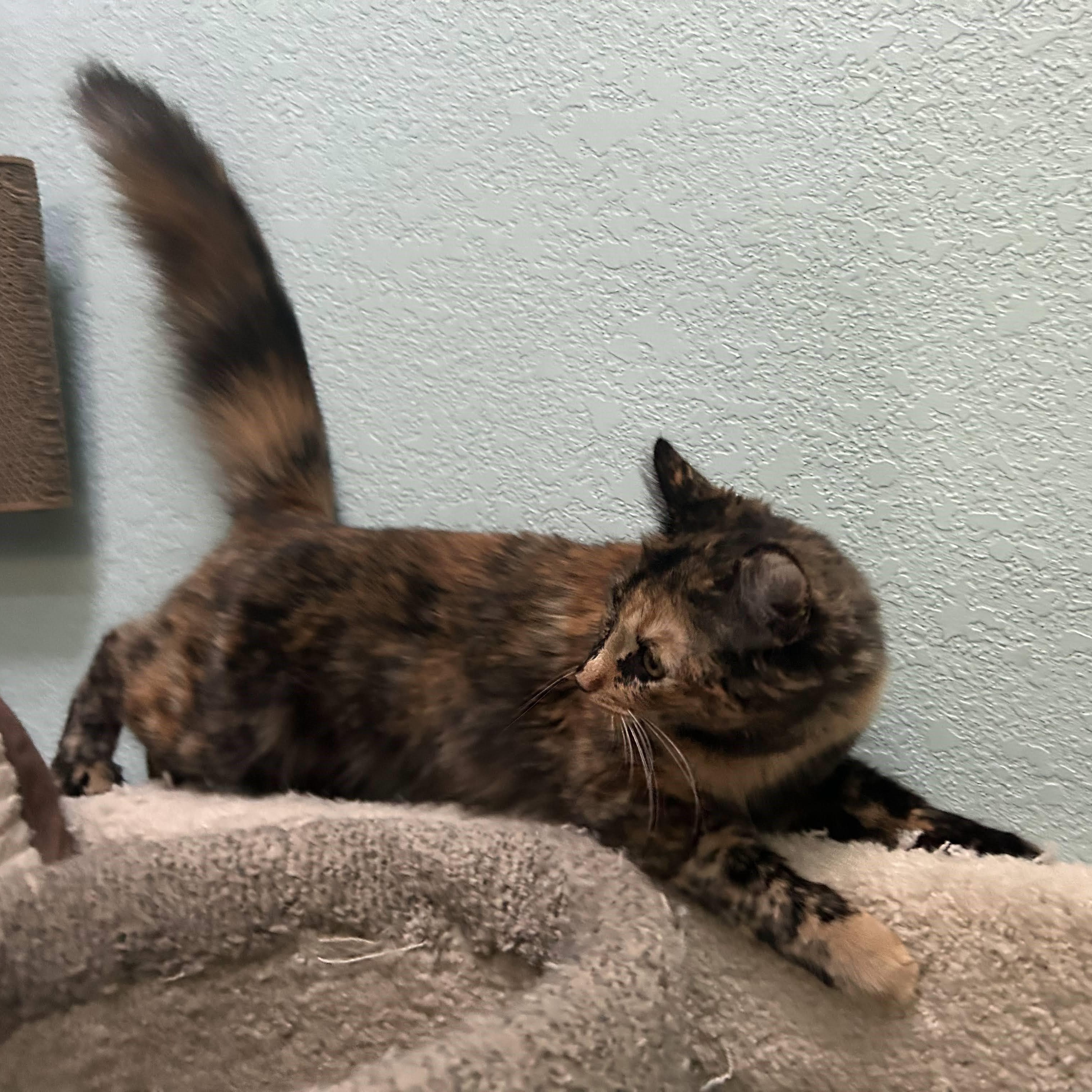 Enlarge Reeses (bonded with Hersheys), a Adoptable American Shorthair in Laguna Woods, CA image 3/4