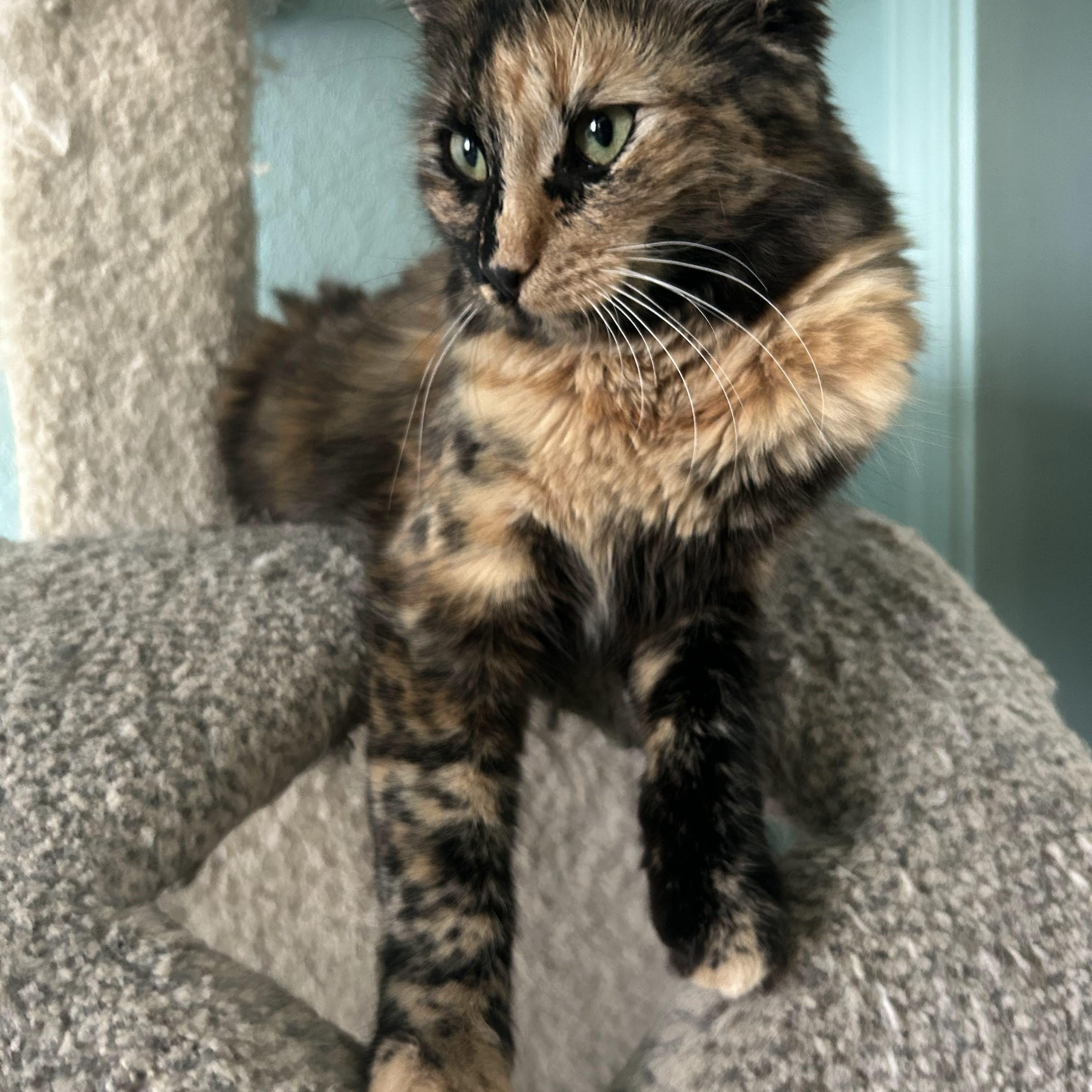 Reeses (bonded with Hersheys), Adoptable, Kitten Female American Shorthair.