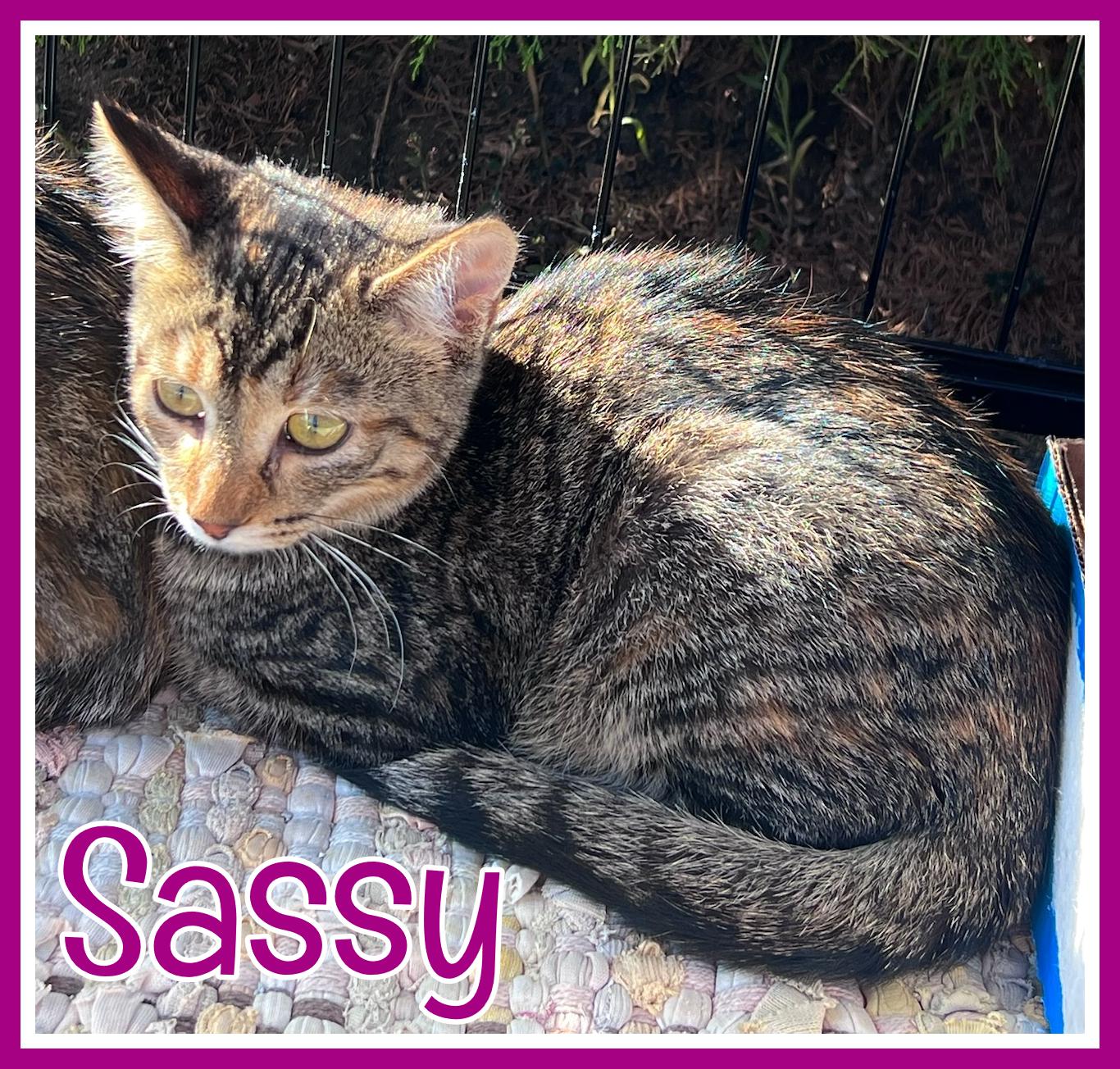 Sassy, Adoptable, Young Female Domestic Short Hair.