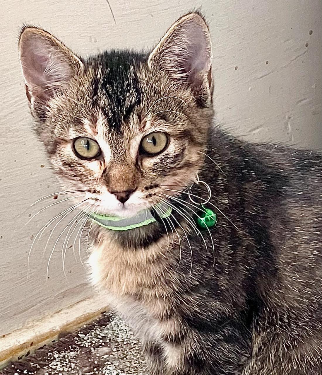 Enlarge Sassy, a Adoptable Domestic Short Hair in Valley City, ND image 2/2