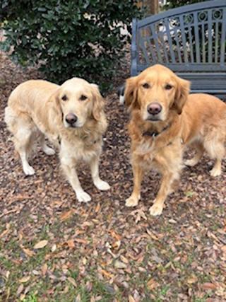Muffin & Cecilia, a ADOPTABLE Golden Retriever in Franklin, TN image 1/3