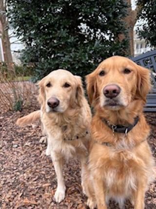 Muffin & Cecilia, a ADOPTABLE Golden Retriever in Franklin, TN image 2/3