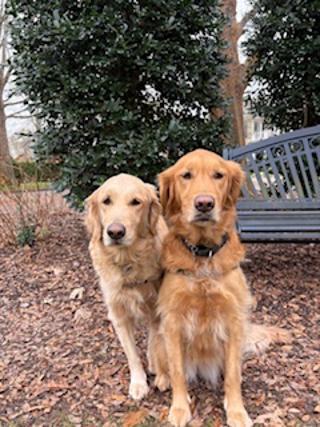 Muffin & Cecilia, a ADOPTABLE Golden Retriever in Franklin, TN image 3/3