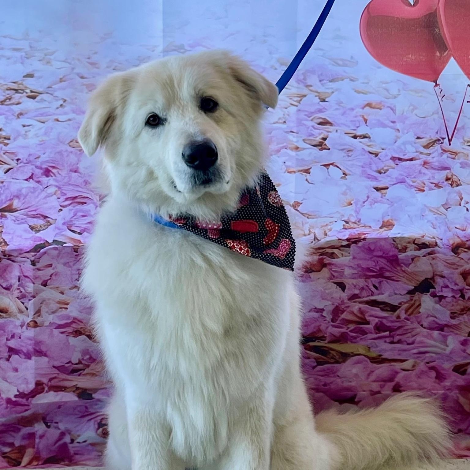 Enlarge Yuki, an adopted mixed breed in Newport Beach, CA image 1/4