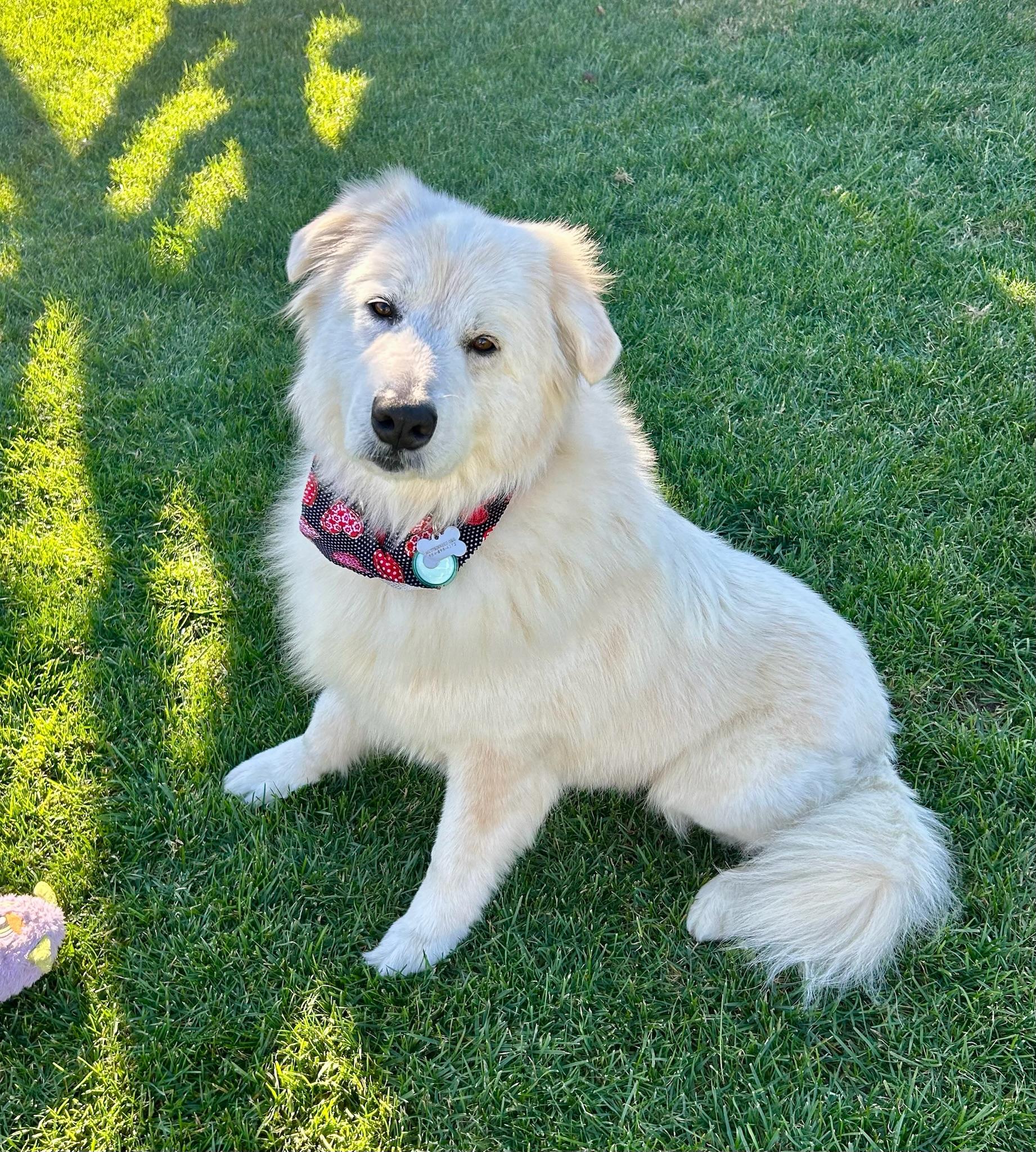Enlarge Yuki, an adopted mixed breed in Newport Beach, CA image 4/4