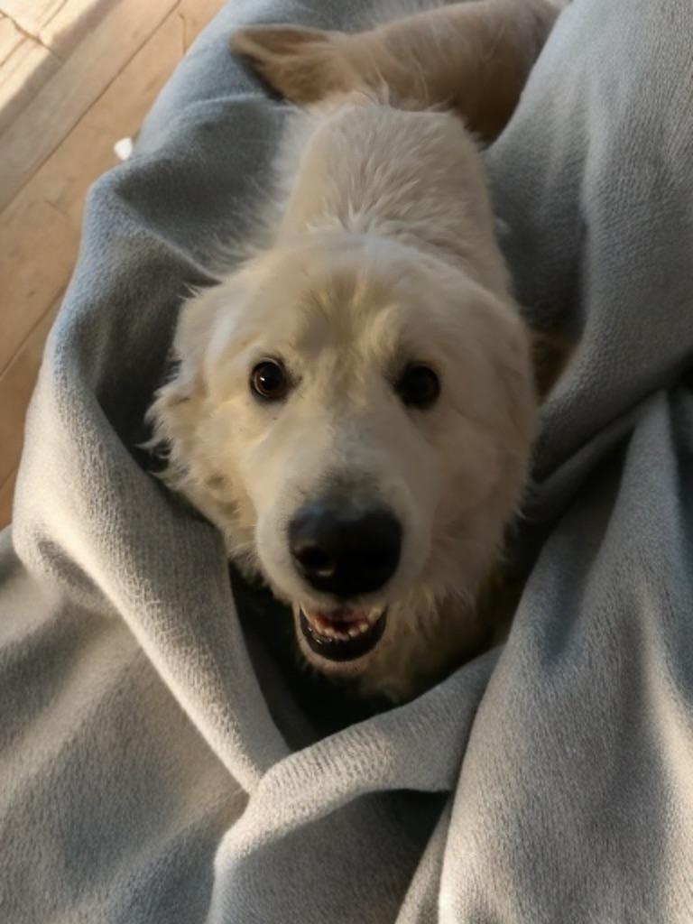 Enlarge Yuki, an adopted mixed breed in Newport Beach, CA image 2/4