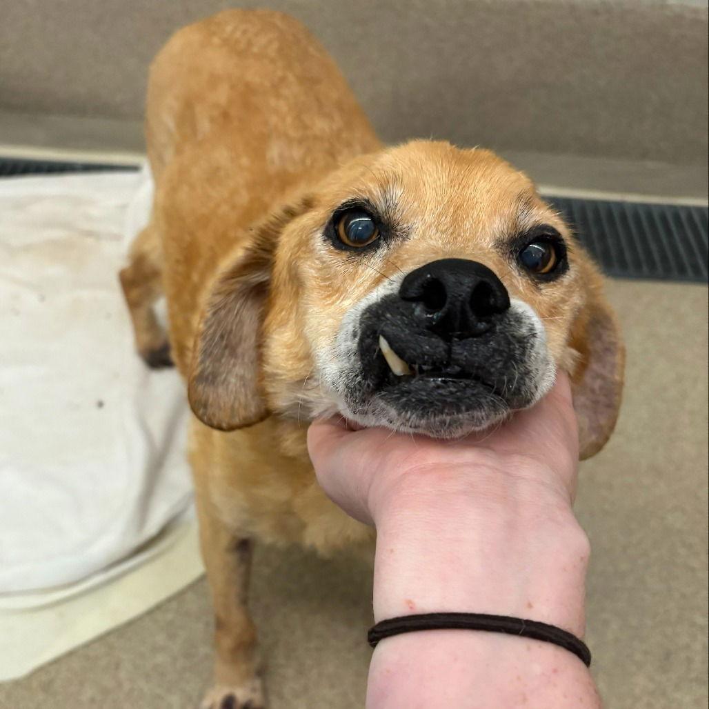 Molly — thumbnail 2