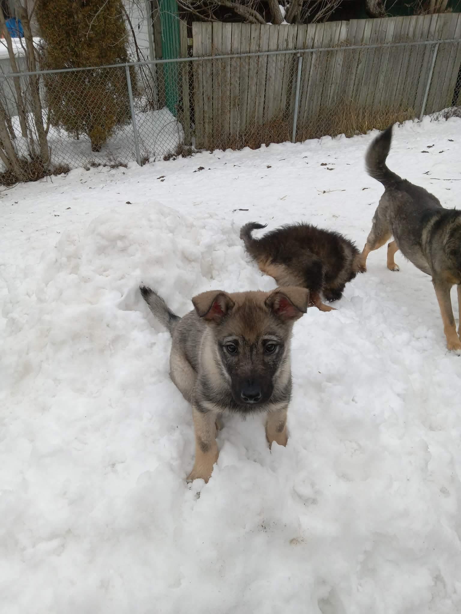 Enlarge Lloyd, a ADOPTABLE mixed breed in Port Colborne , ON image 2/5
