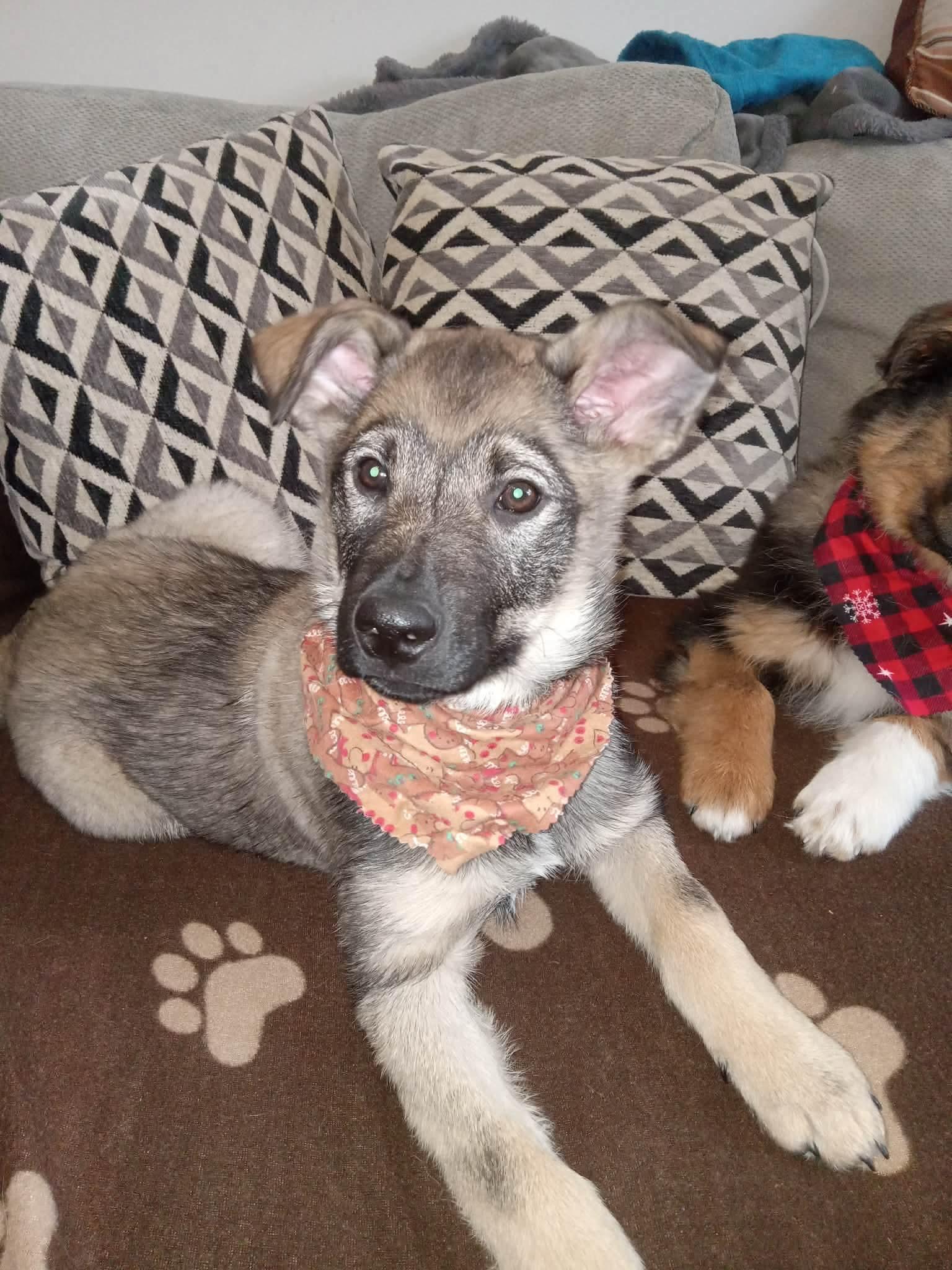 Lloyd, ADOPTABLE, Puppy Male Shepherd & Norwegian Elkhound.