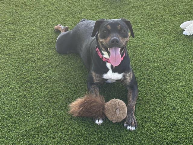 Enlarge JESSY, a Adoptable mixed breed in Martinez, CA image 1/1