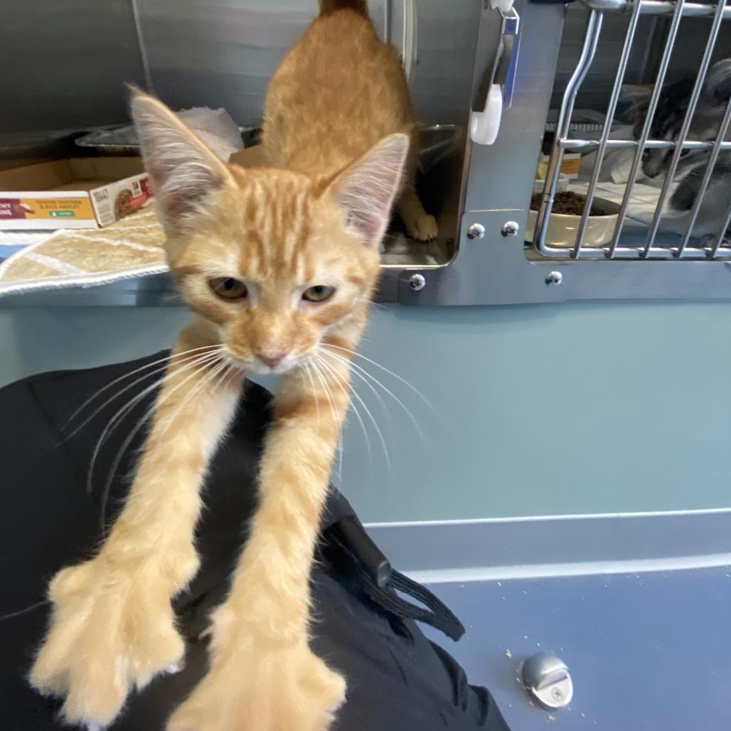 Flo, Adoptable, Kitten Male Domestic Short Hair.