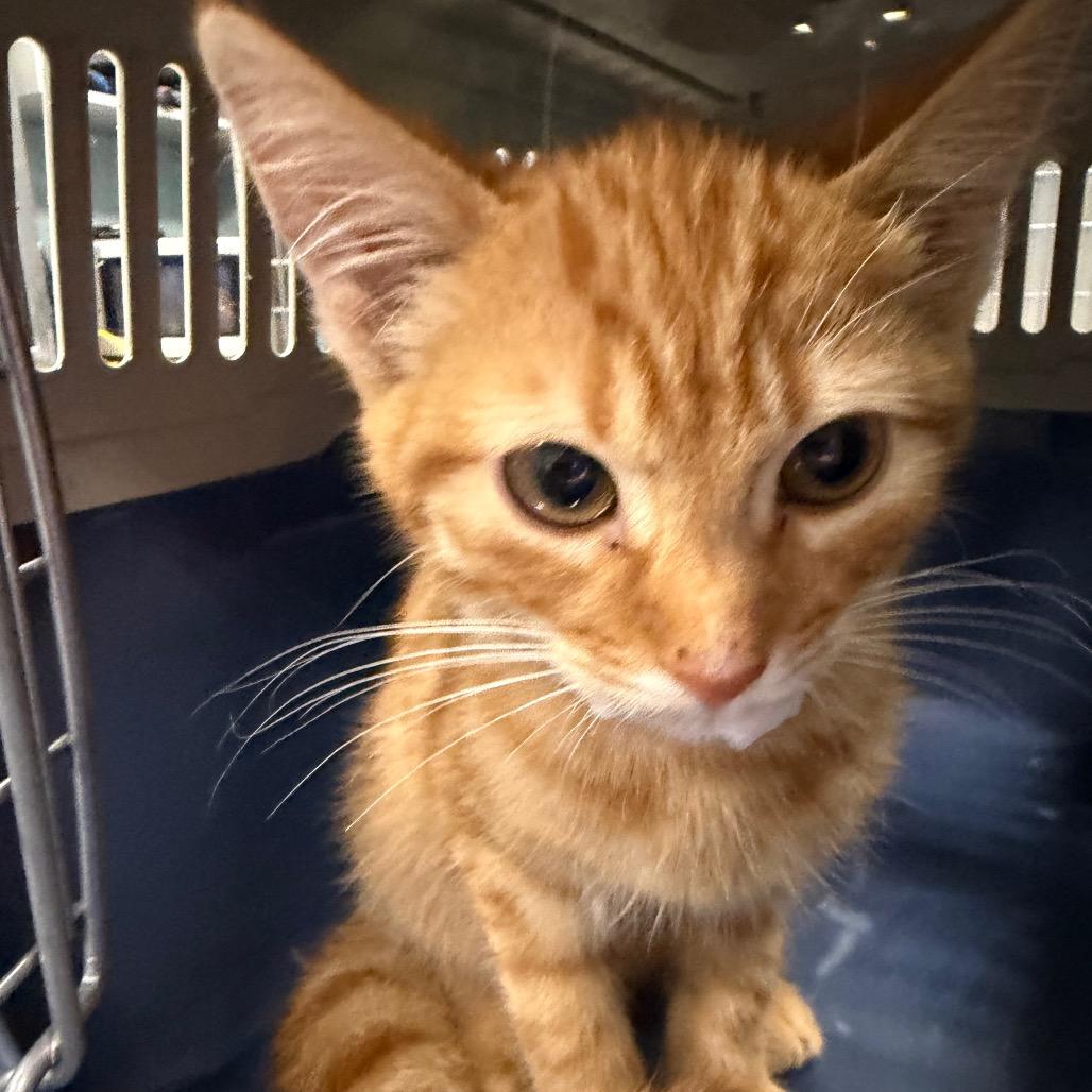 Enlarge Flo, a Adoptable Domestic Short Hair in Greensboro, NC image 2/3
