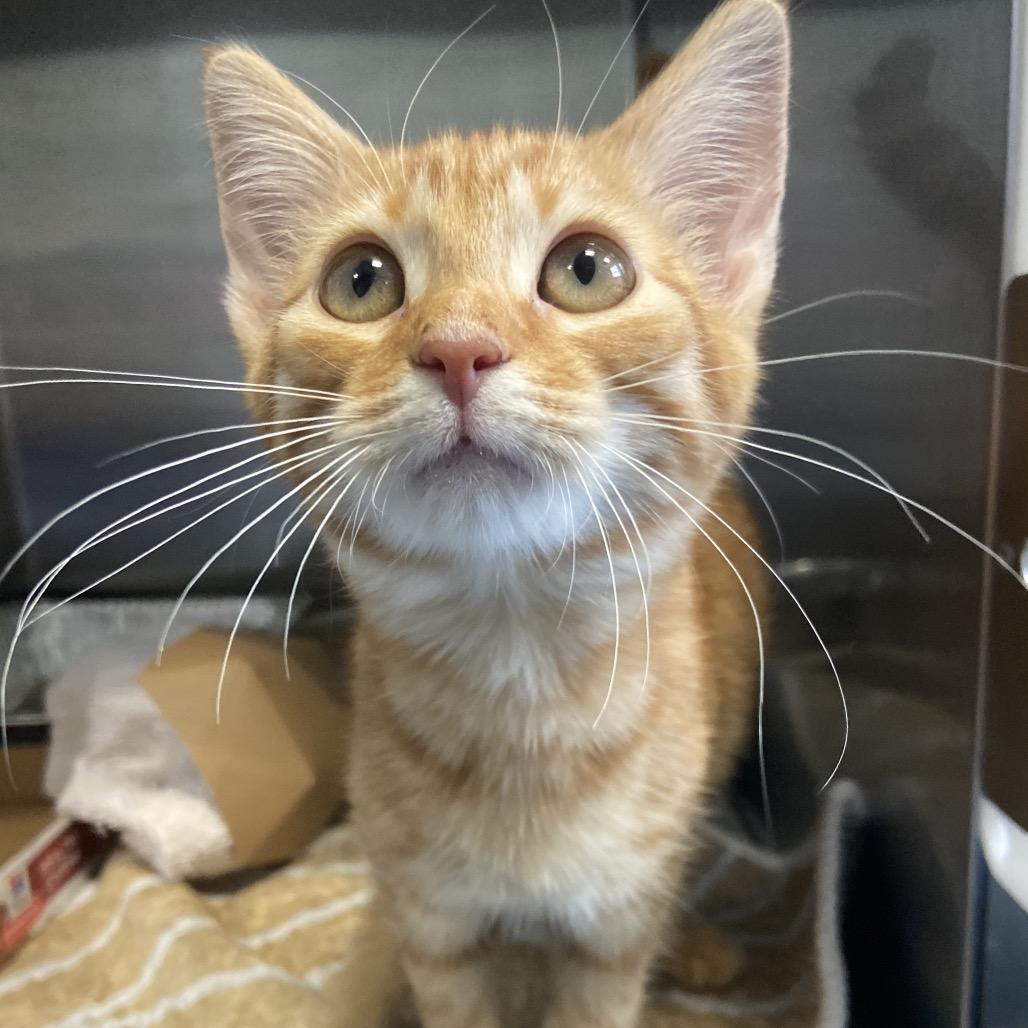 Enlarge Flo, a Adoptable Domestic Short Hair in Greensboro, NC image 3/3