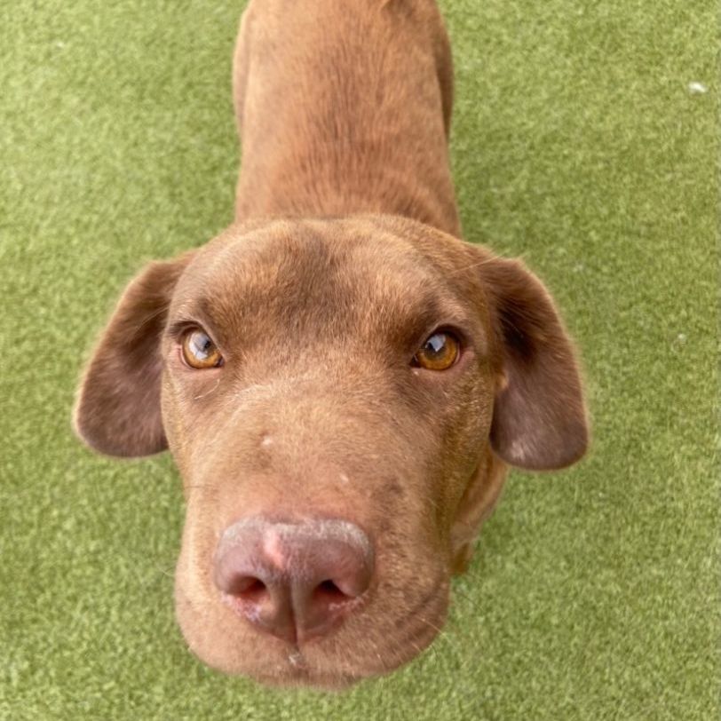 Coco, a Adoptable mixed breed in Terre Haute, IN image 1/3