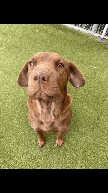 Coco, a Adoptable mixed breed in Terre Haute, IN image 2/3