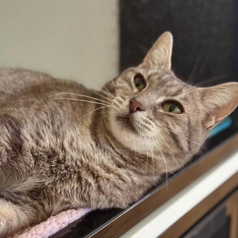 Enlarge January, a Adoptable Domestic Short Hair in Ramsey, NJ image 4/5